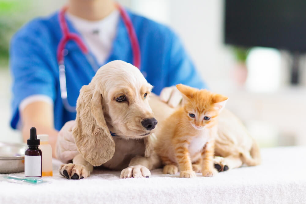 Puppy and kitten at veterinarian doctor